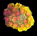 RF Goniopora - WYSIWYG J7