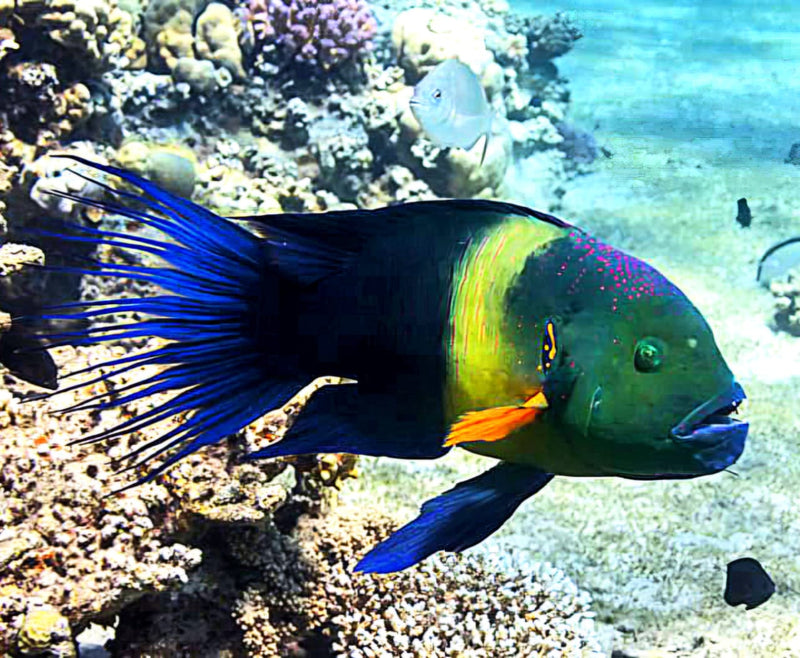 Broomtail Wrasse Cheilinus lunulatus