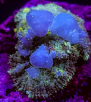RF Blue Ballz Bounce Mushroom