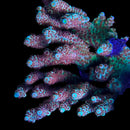 TSA Crayola Twist 3cm Frag