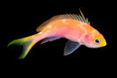 Randall’s Anthias (Pseudanthias randalli)