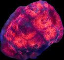 RFVelvet Inferno Favia - WYSIWYG