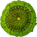 Maxi Mini Carpet Anemone