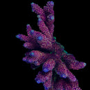TSA Red Tornado 3cm Frag