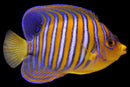 Regal Anglefish
 
Pygoplites diacanthus