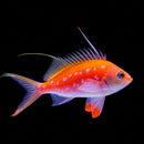 Cherry Anthias – Pair (Sacura margaritacea)