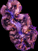 Ultra Purple Leopard Maxima Clam (Tridacna maxima) -  RW3  XL