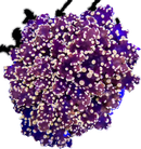 RF Glowbug Frogspawn - Euphyllia sp.