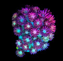 RF Goniopora - WYSIWYG U1