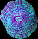 RF Indophyllia