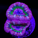 RF Royal Kryptonite Acan Bowerbanki -  2 Heads