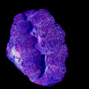 Maxima Giant Clam (Tridacna maxima) - DR Large