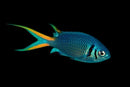 Yellow Tail Double Bar Chromis
 
 Chromis xanthura