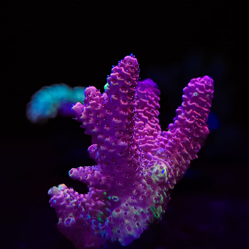 WWC Paradise Tenius Acropora