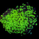 Blotched Branching Hammer (Euphyllia paraancora) - WYSIWYG