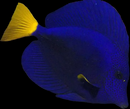 Purple Tang (Zebrasoma xanthurum) - XL