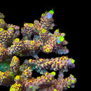 TSA Spyro the Dragon 3cm Frag