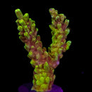 RF Pink Floyd Tenuis Acropora