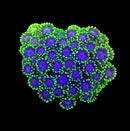 RF Snuffleupagus Goni - WYSIWYG D4