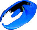 Blue Tang No Tail (Paracanthurus hepatus) - Large