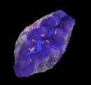 Maxima Giant Clam (Tridacna maxima) - DL Medium