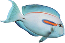 Orange Shoulder Tang (Acanthurus olivaceus)