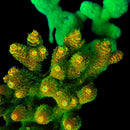 ASD Rainbow Millepora 3cm Frag