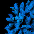 TSA Aquamarine Stag 3cm Frag