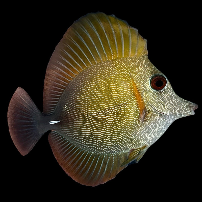 Scopas Tang Zebra scopas