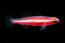 Eviota bifasciata - Twostripe pygmy goby