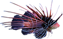 Radiata Lionfish (Pterois radiata)