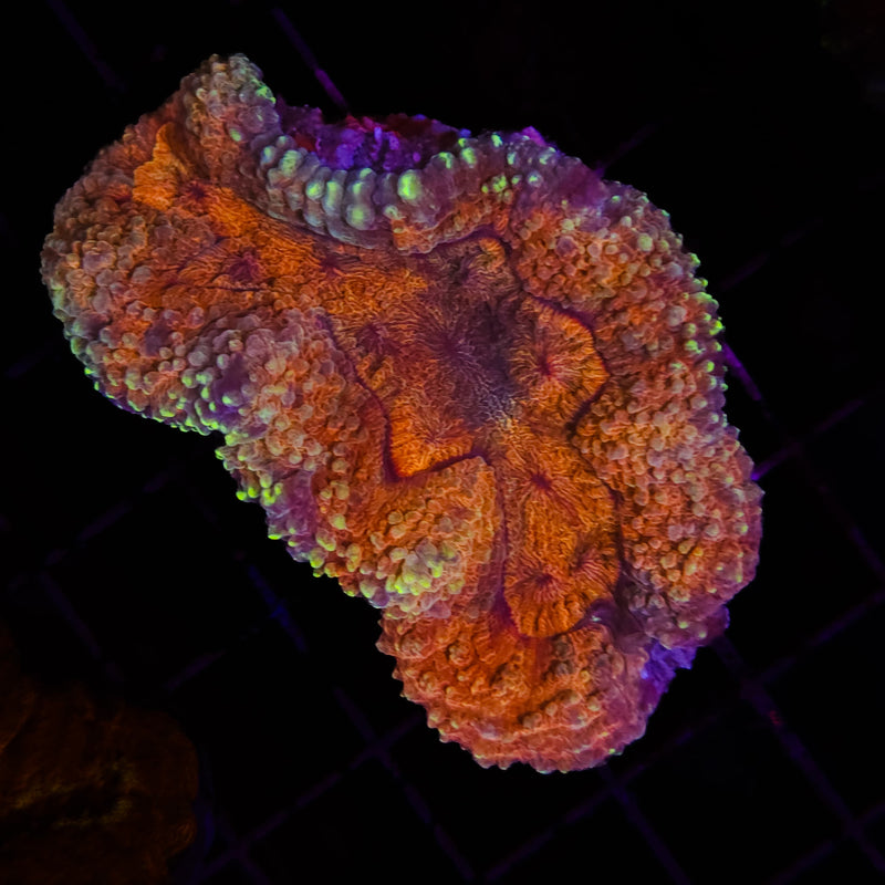 Halloween Lobophyllia