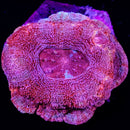 RF Pink Blossom Acan Bowerbanki - 2 Heads