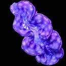 Purple Galaxy Maxima Clam (Tridacna sp.) - DR Large