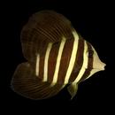 Tail-Less Sailfin Tang (Zebrasoma veliferum)