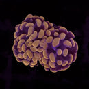 RF Rose Bud Hammer (Euphyllia paraancora) - WYSIWYG