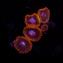 RF Snitch - 2 Polyps