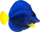 Purple Tang (Zebrasoma xanthurum) Red Sea