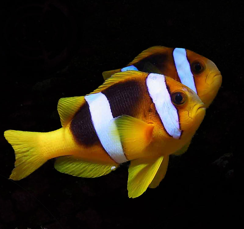 Clarkii Clownfish
 
Amphiprion clarkii