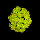 ATA Electro Lemon - WYSIWYG B6