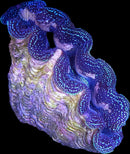 Blue Maxima Giant Clam (Tridacna maxima) - RW4 Medium