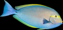 Mata Tang (Acanthurus mata) - Jumbo