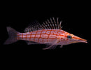 Longnose Hawkfish (Oxycirrhites typus)