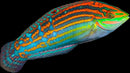 Adorned Wrasse (Halichoeres cosmetus)