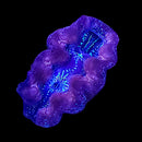 Blue Maxima Giant Clam (Tridacna maxima) - DL Small