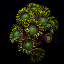 Radioactive Dragon Eye Zoanthids - AED 25 Per Polyp