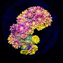 RF Goniopora - WYSIWYG X1