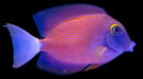 Whitetail Bristletooth Tang - Tahiti Ctenochaetus flavicauda