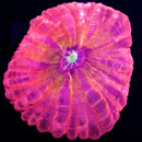 RF Pink Phoenix Cynarina - WYSIWYG