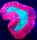 Lobophyllia (WYSIWYG)